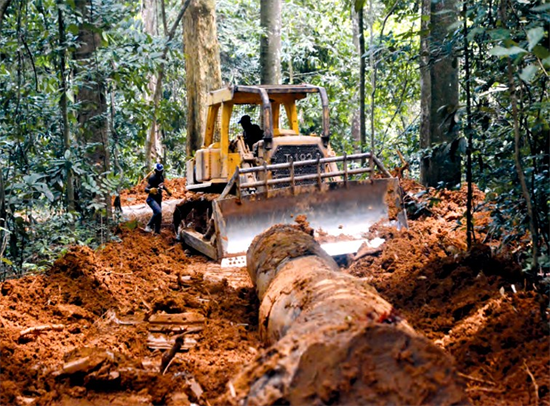 非洲原木出口禁令或带动锯材出口税上涨