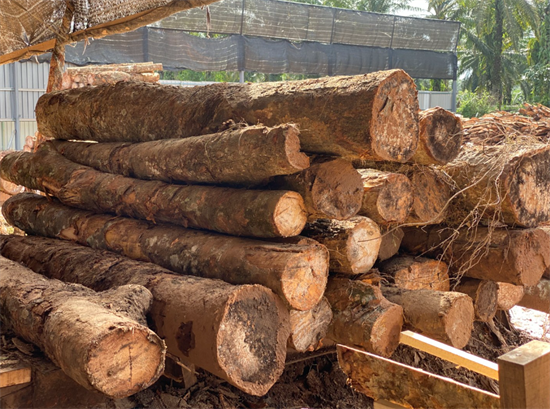 三季度马来西亚砂拉越木材出口日本第一，中国第四